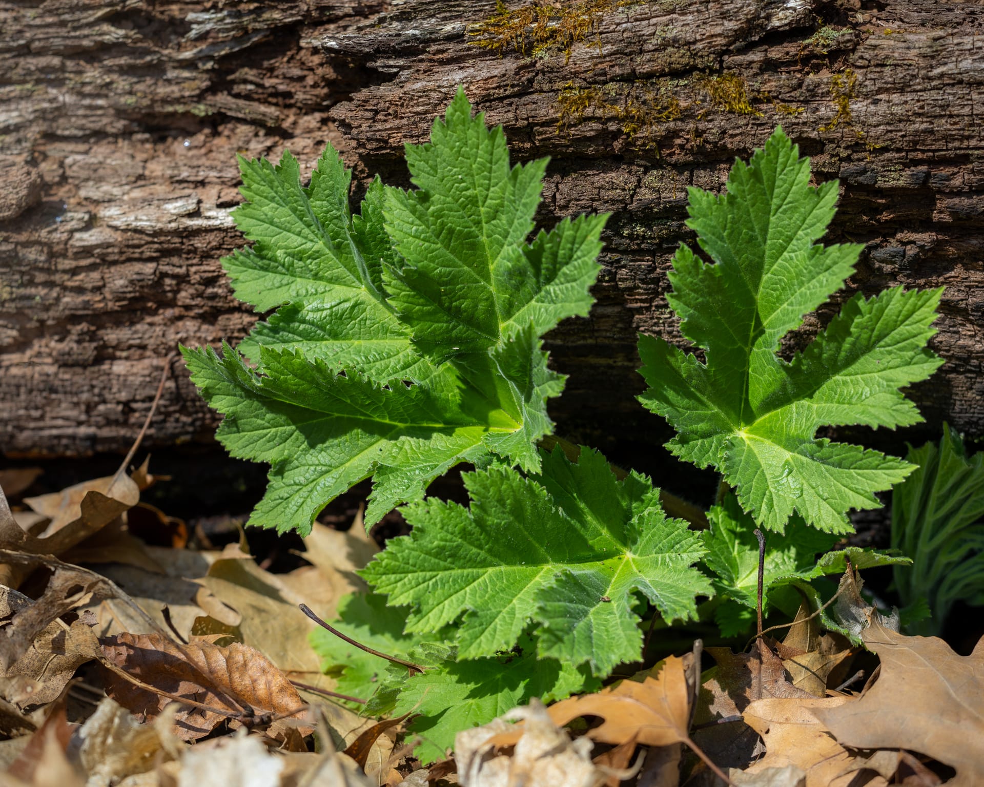 Cow Parsnip