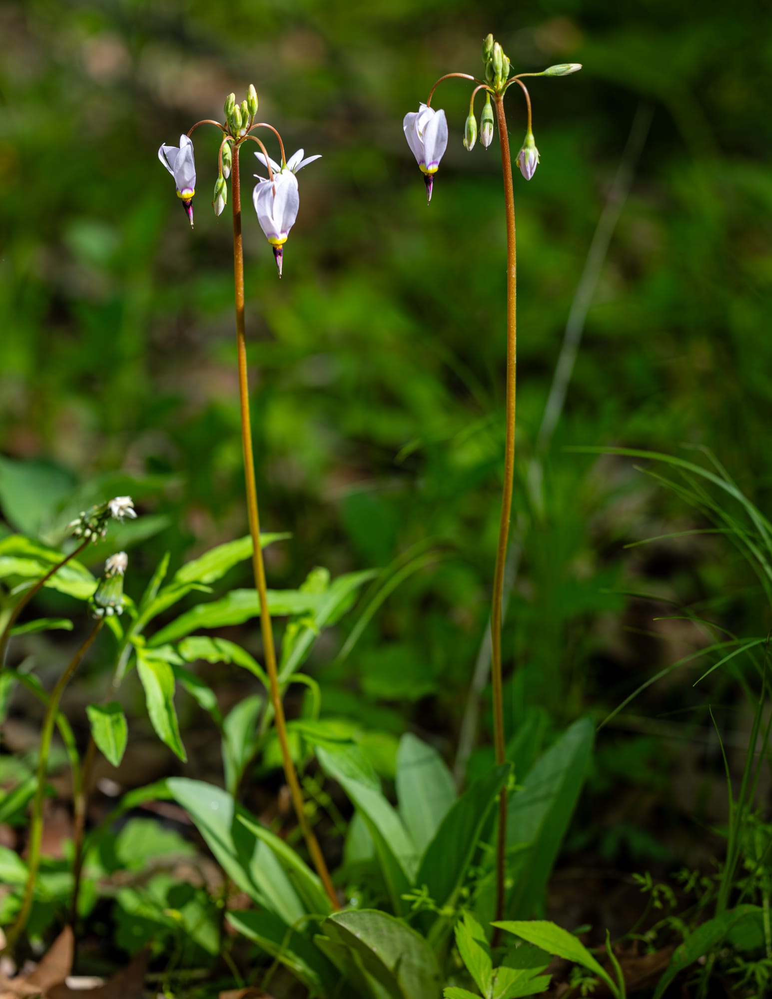 Eastern Shooting Star