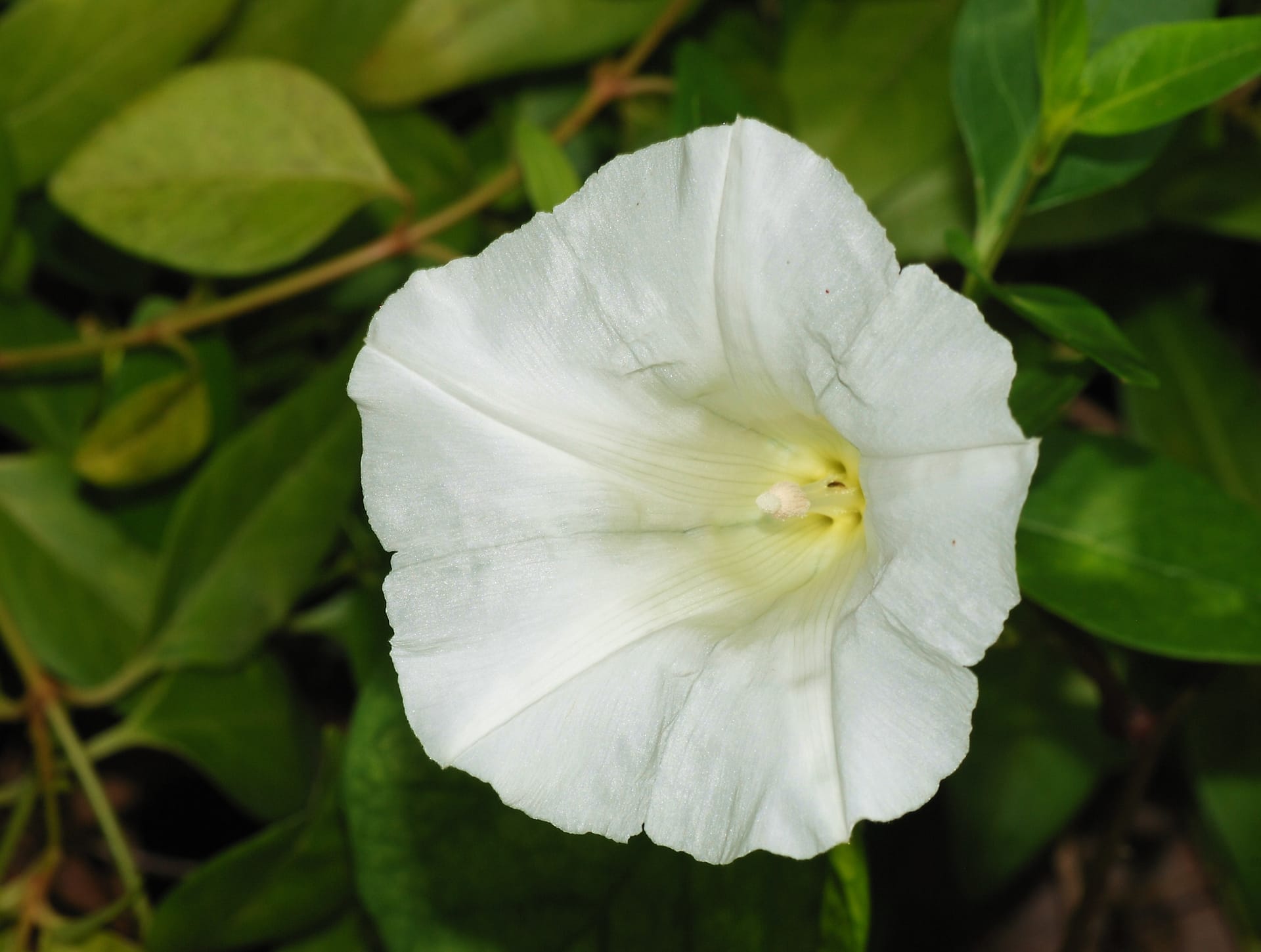 Bindweed