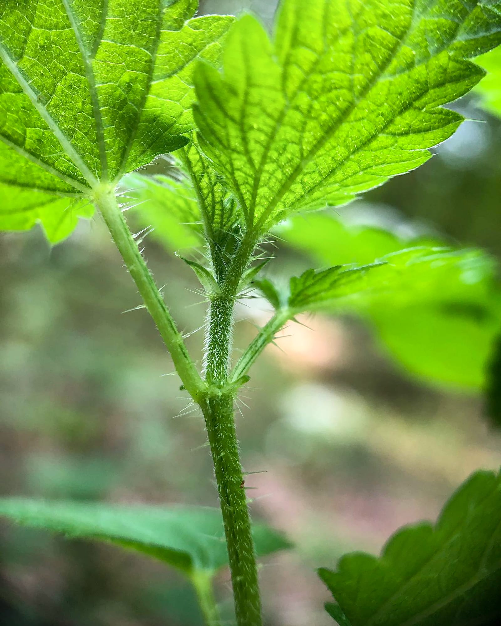 Stinging Nettle