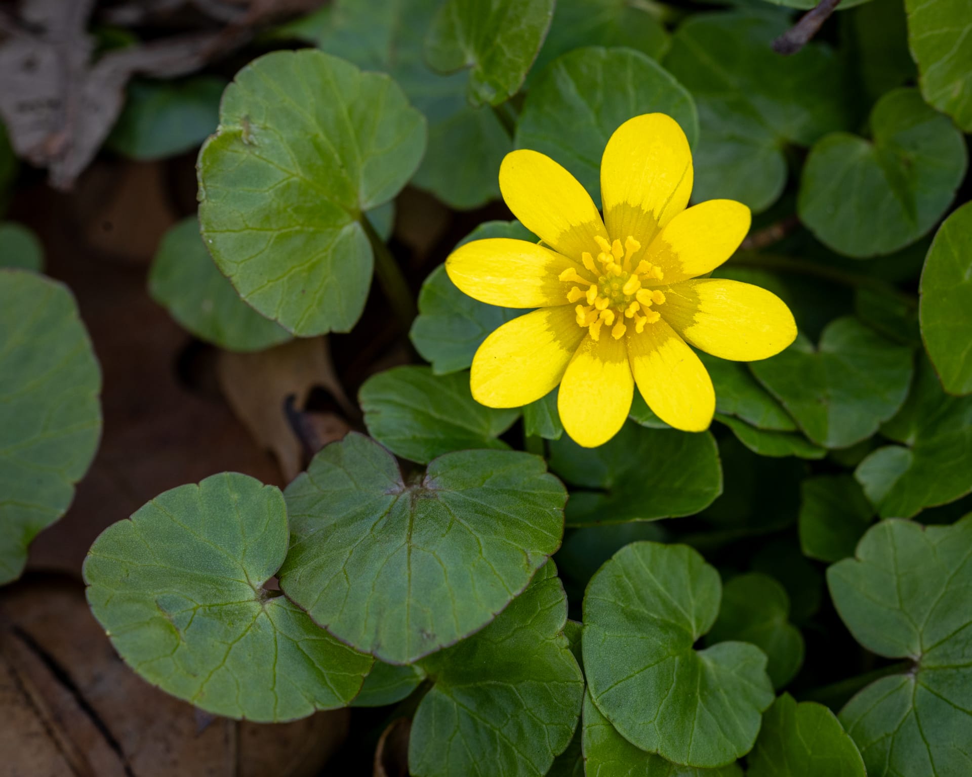 Lesser Celandine