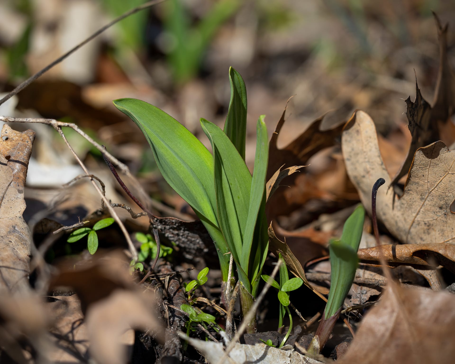 Ramps / Wild Leek