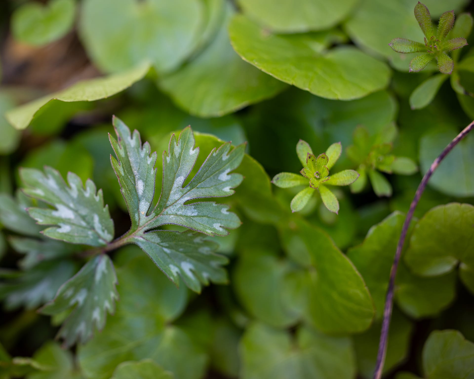 Virginia Waterleaf