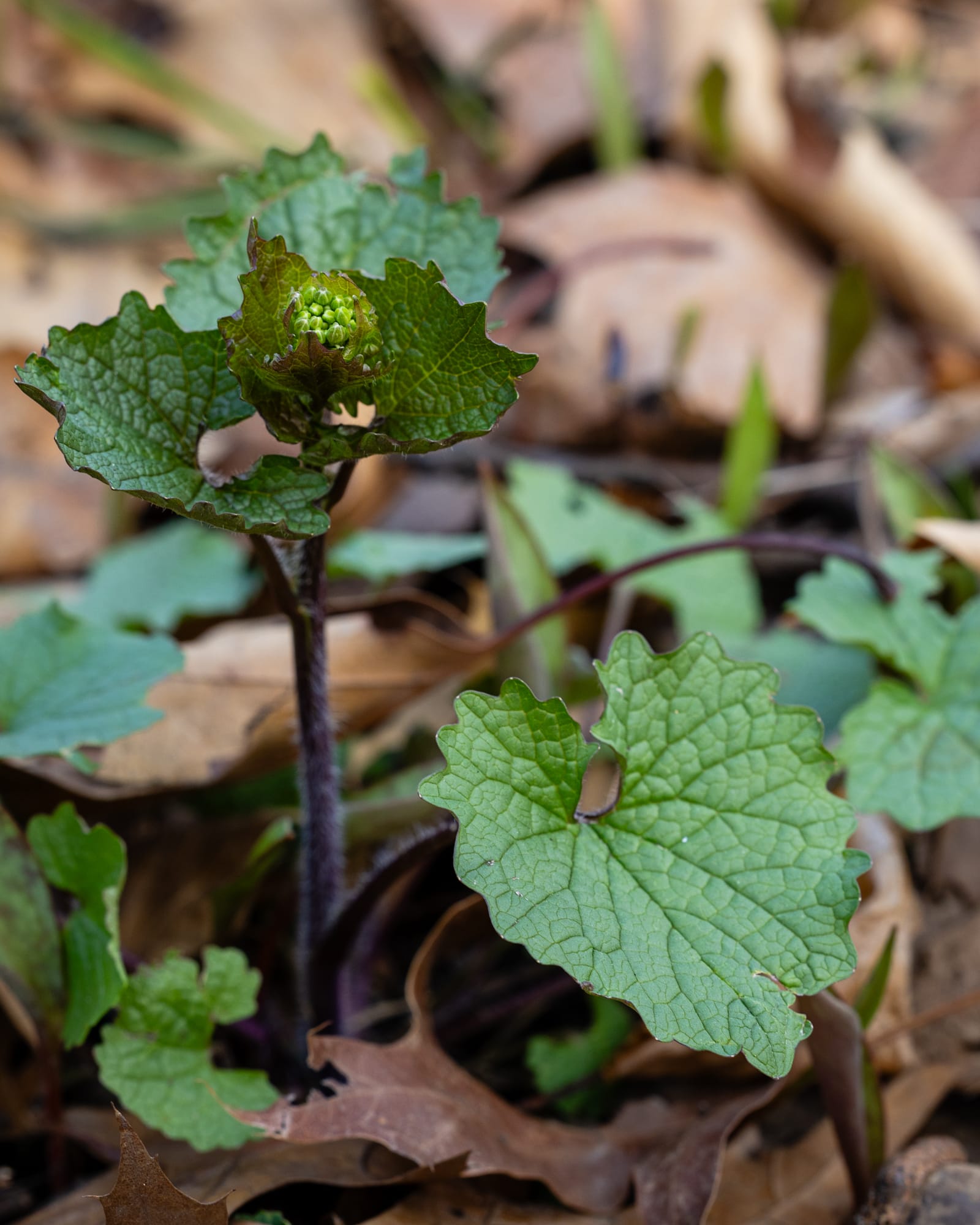 Garlic Mustard