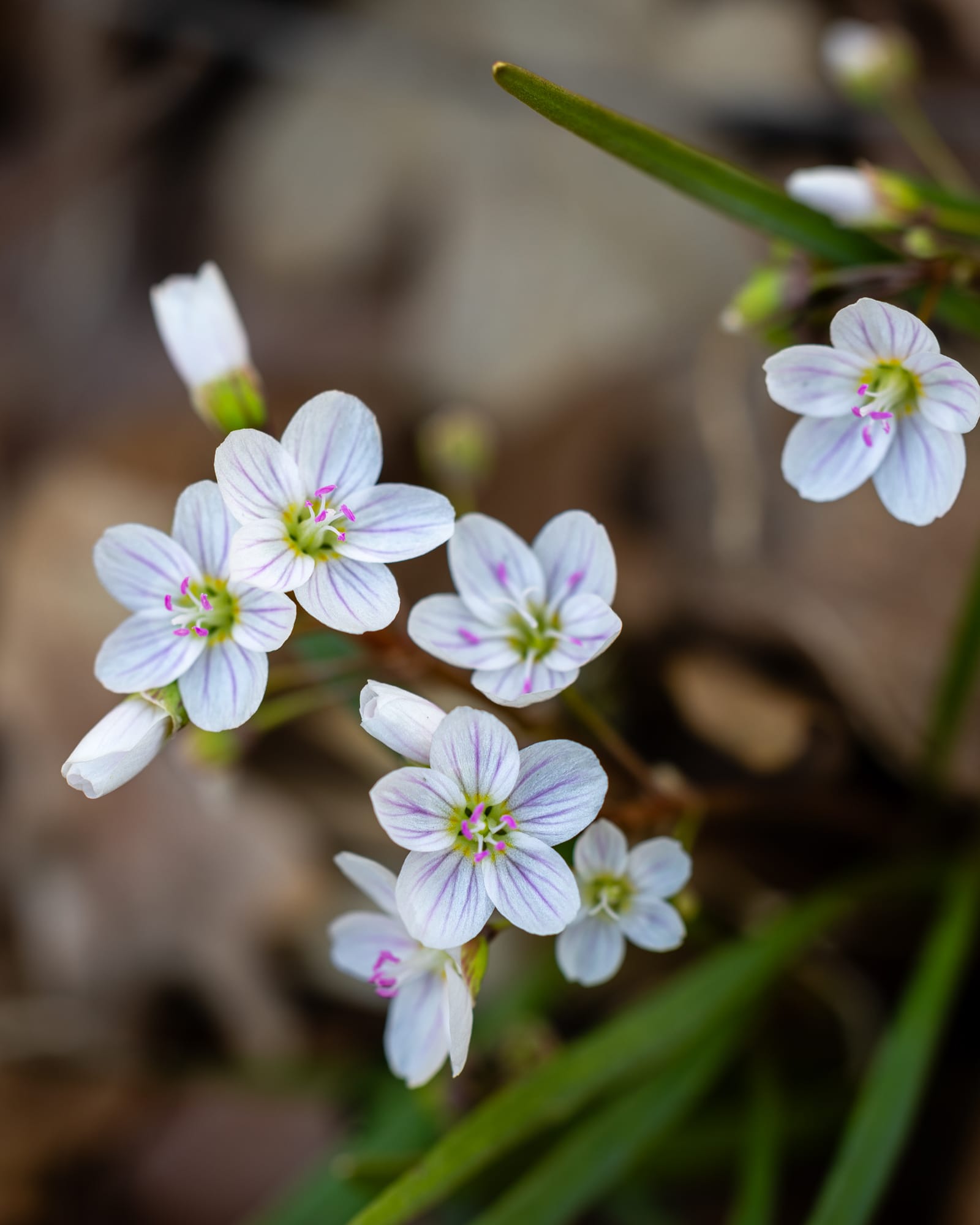 Spring Beauty