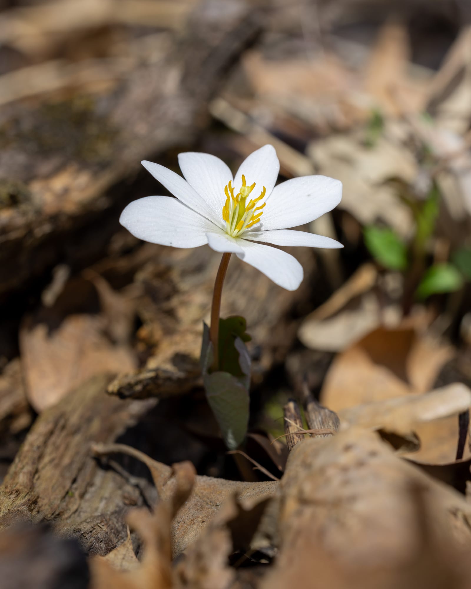 Bloodroot