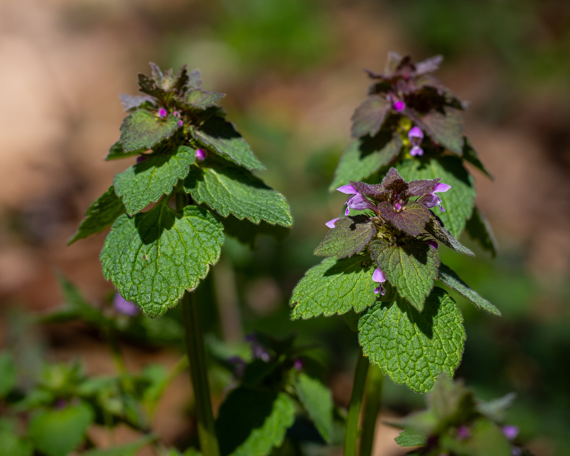 Purple Deadnettle