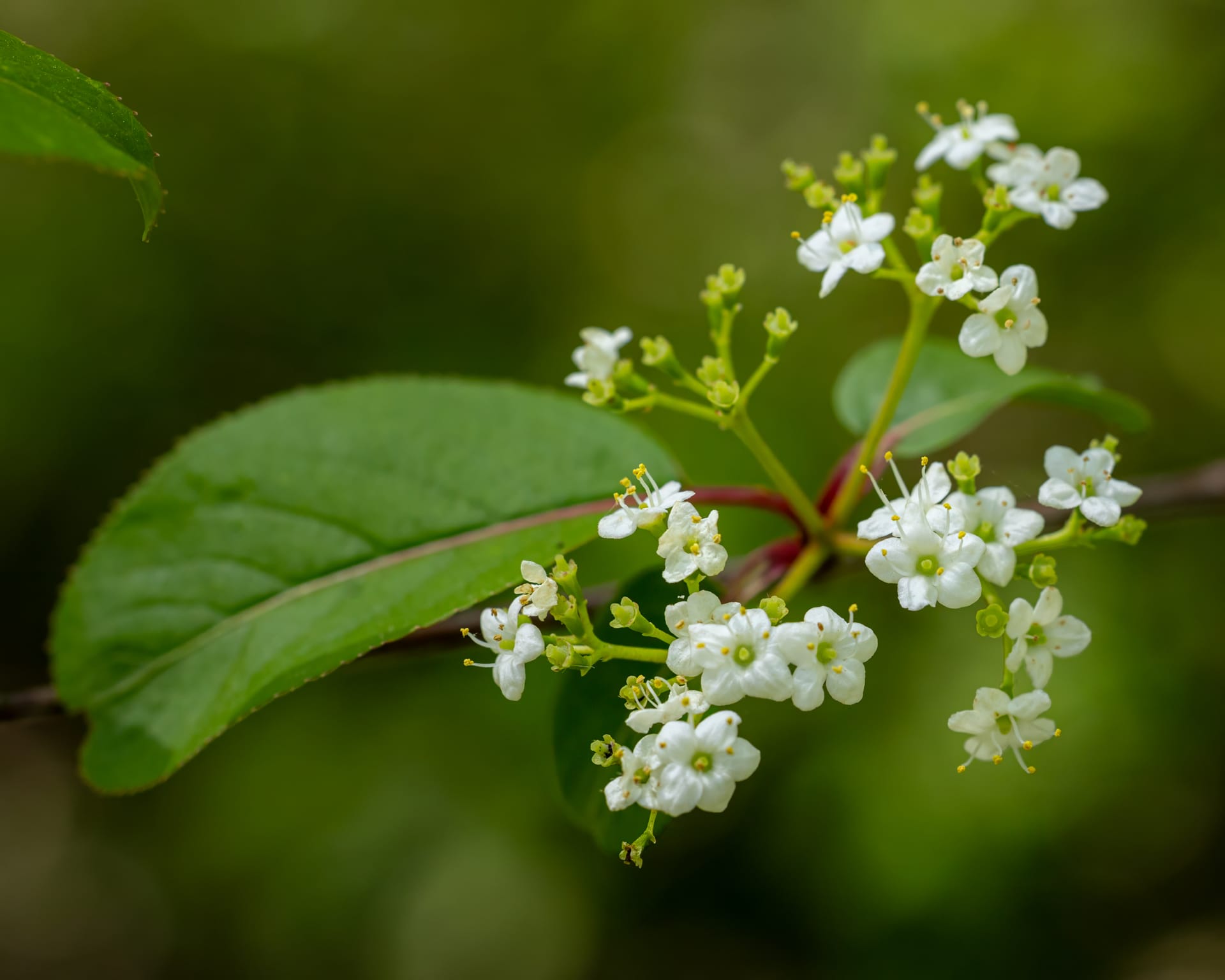 Black Haw