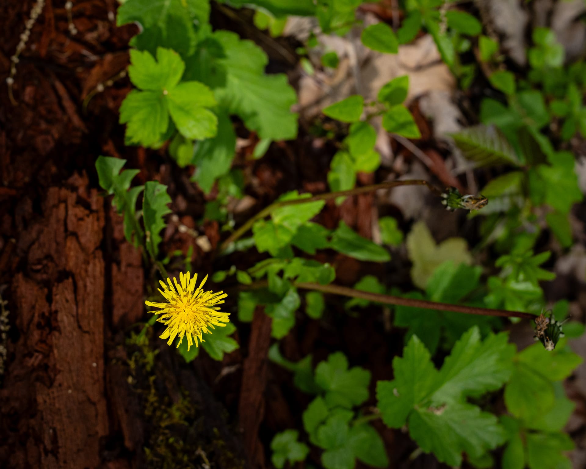 Dandelion