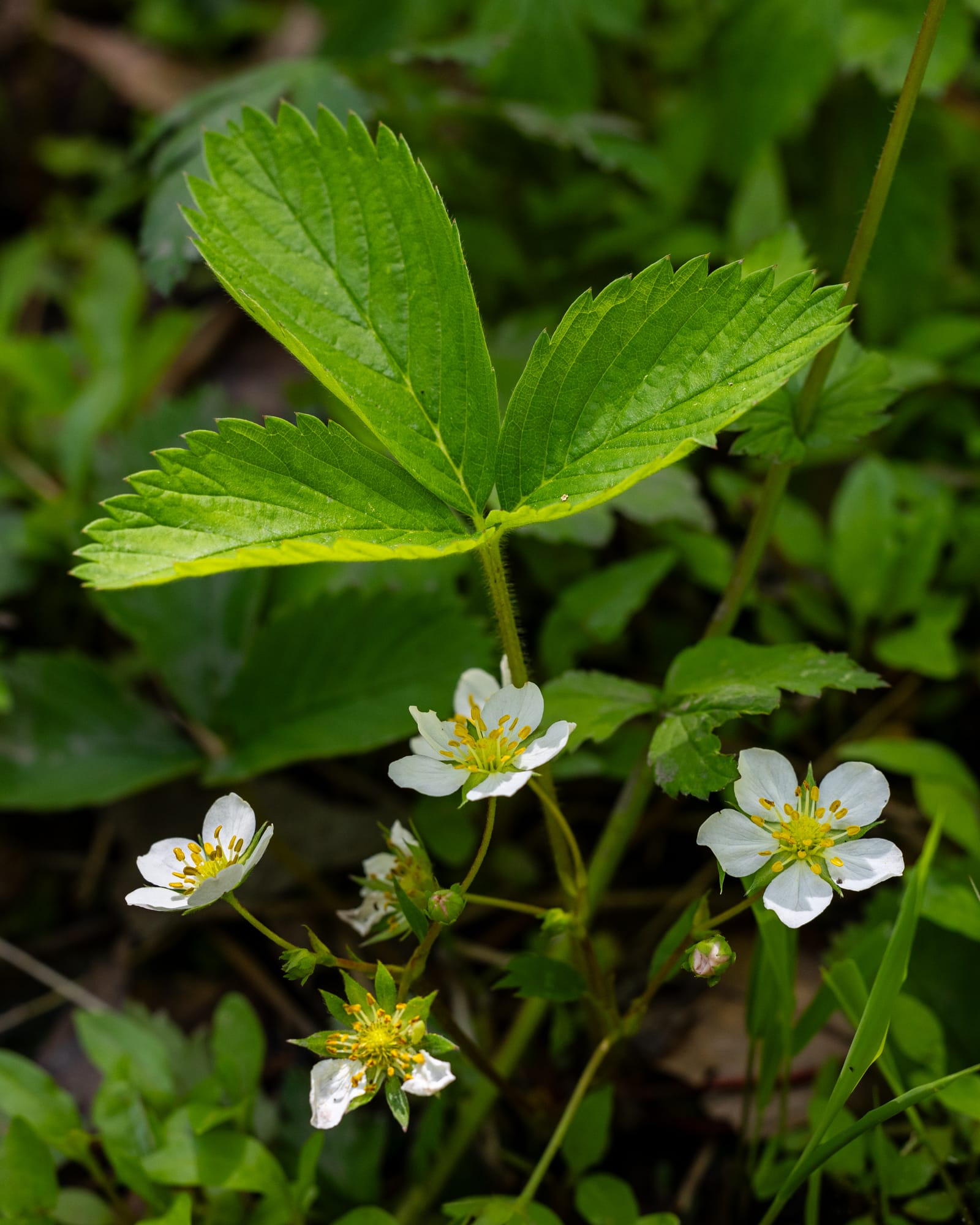 Wild Strawberry