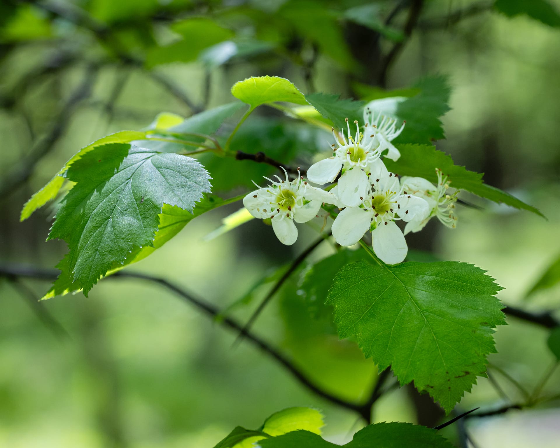 Hawthorn