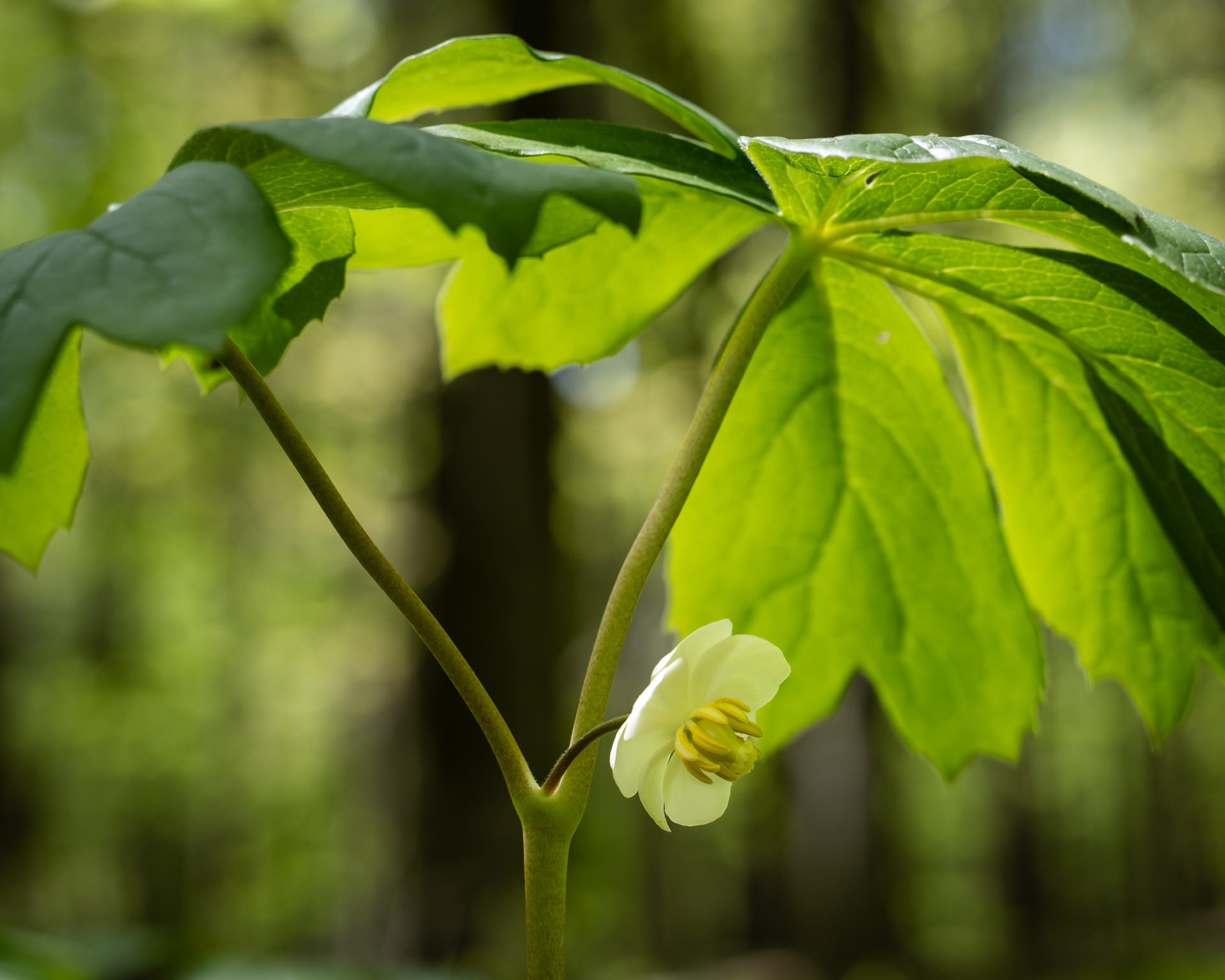 Mayapple