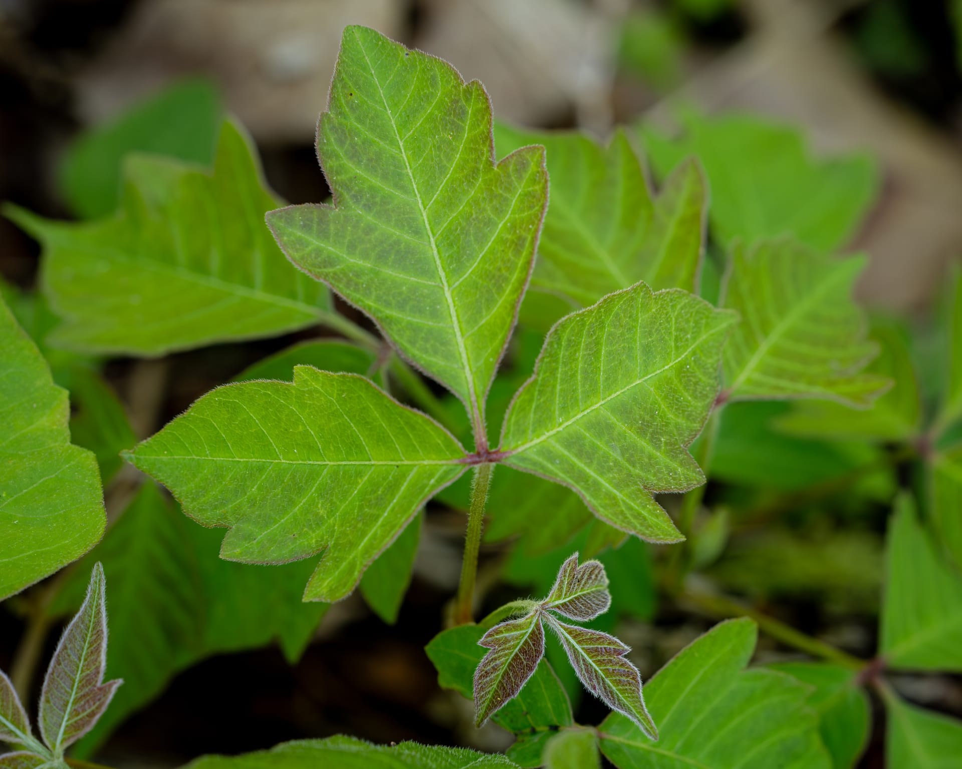 Poison Ivy