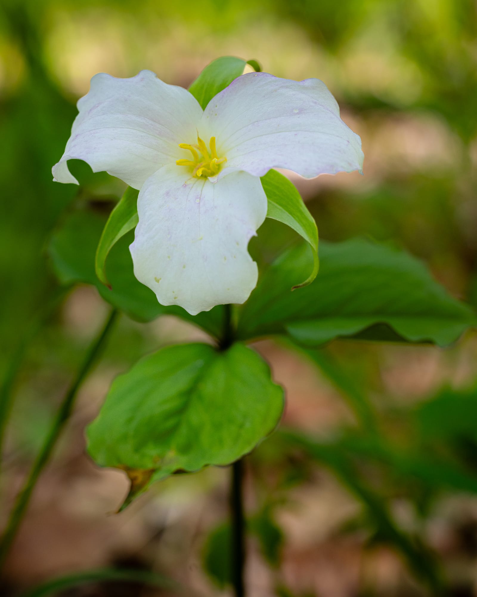 Trillium