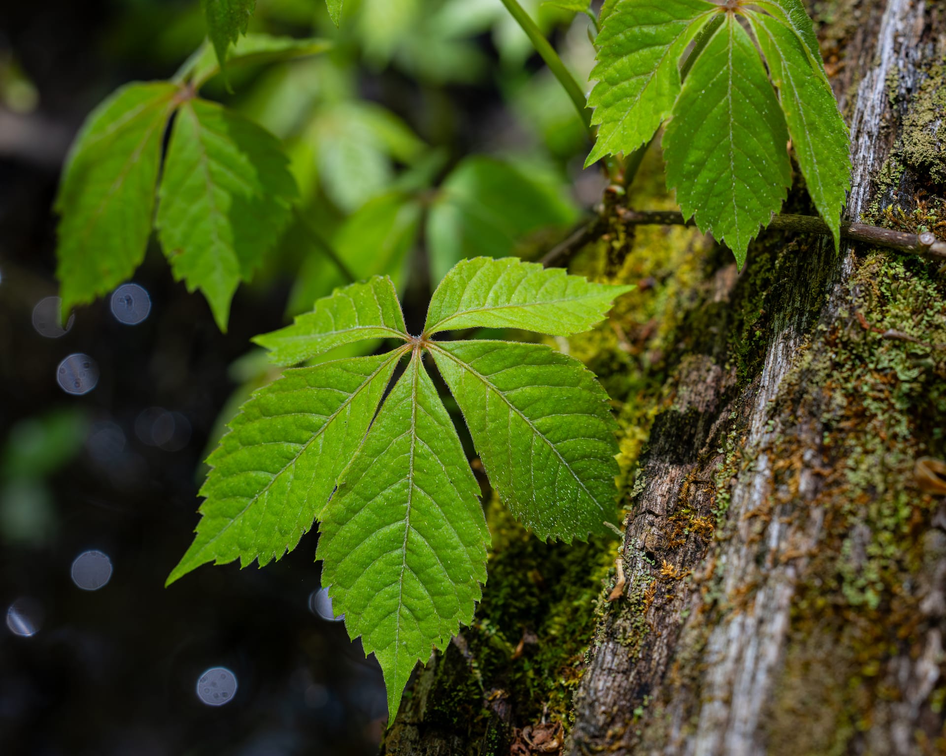 Virginia Creeper