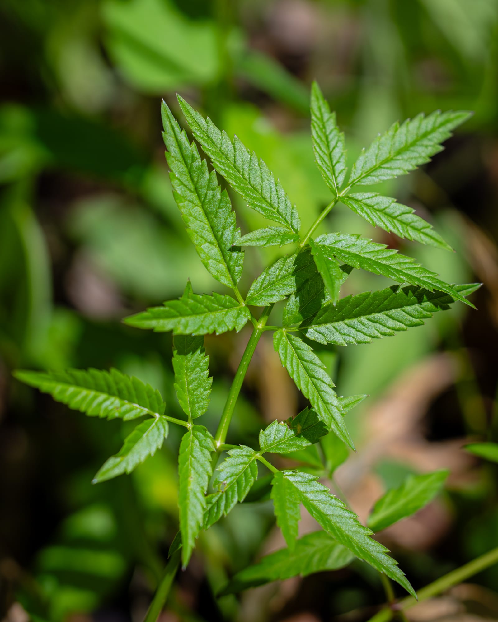 Water Hemlock