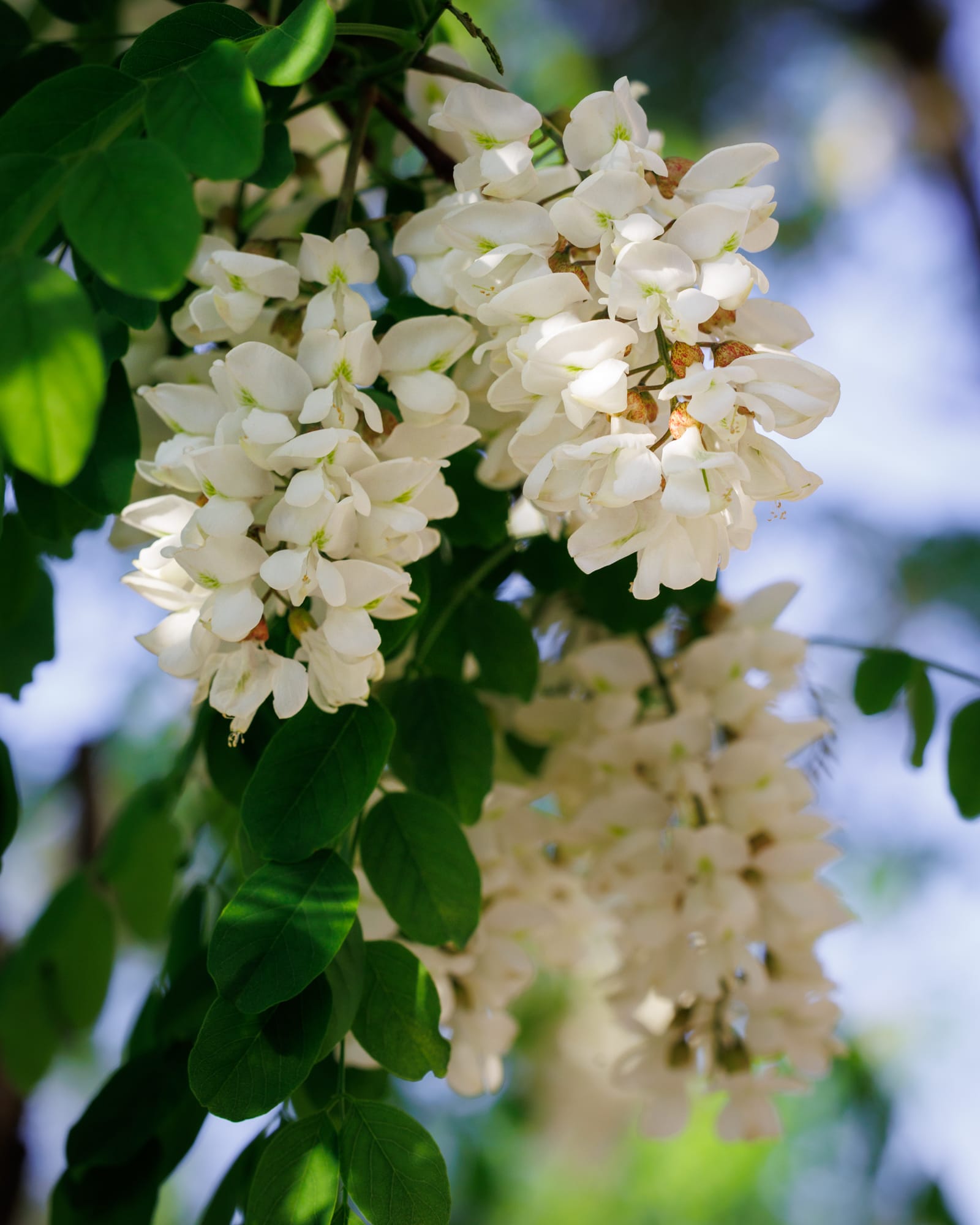 Black Locust