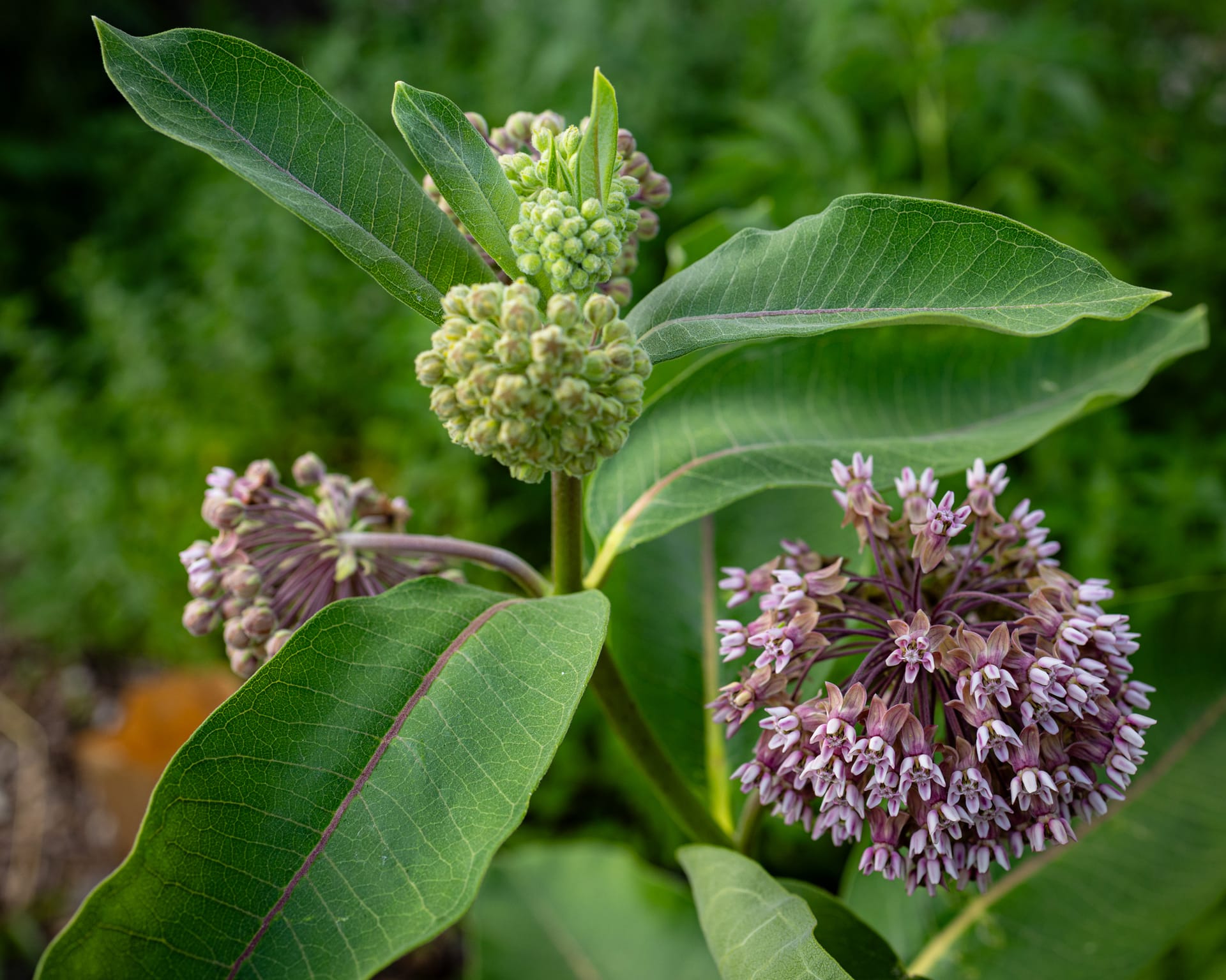 Milkweed