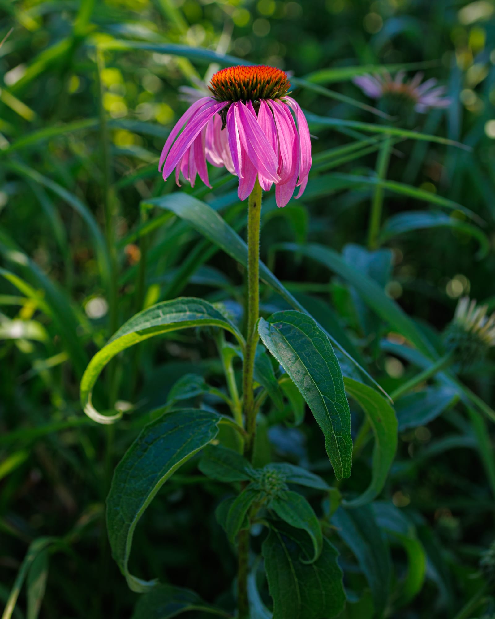 Echinacea