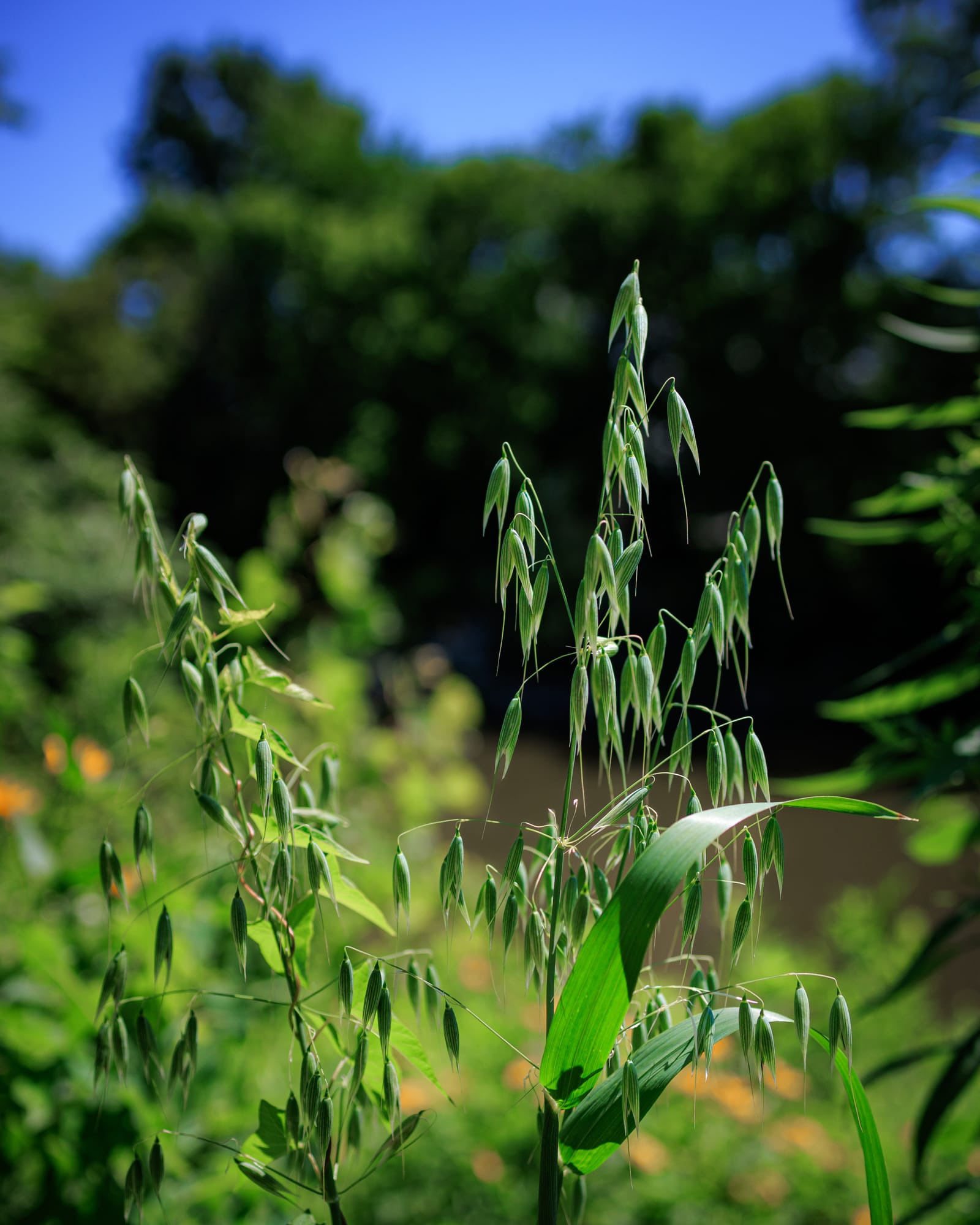 Oat