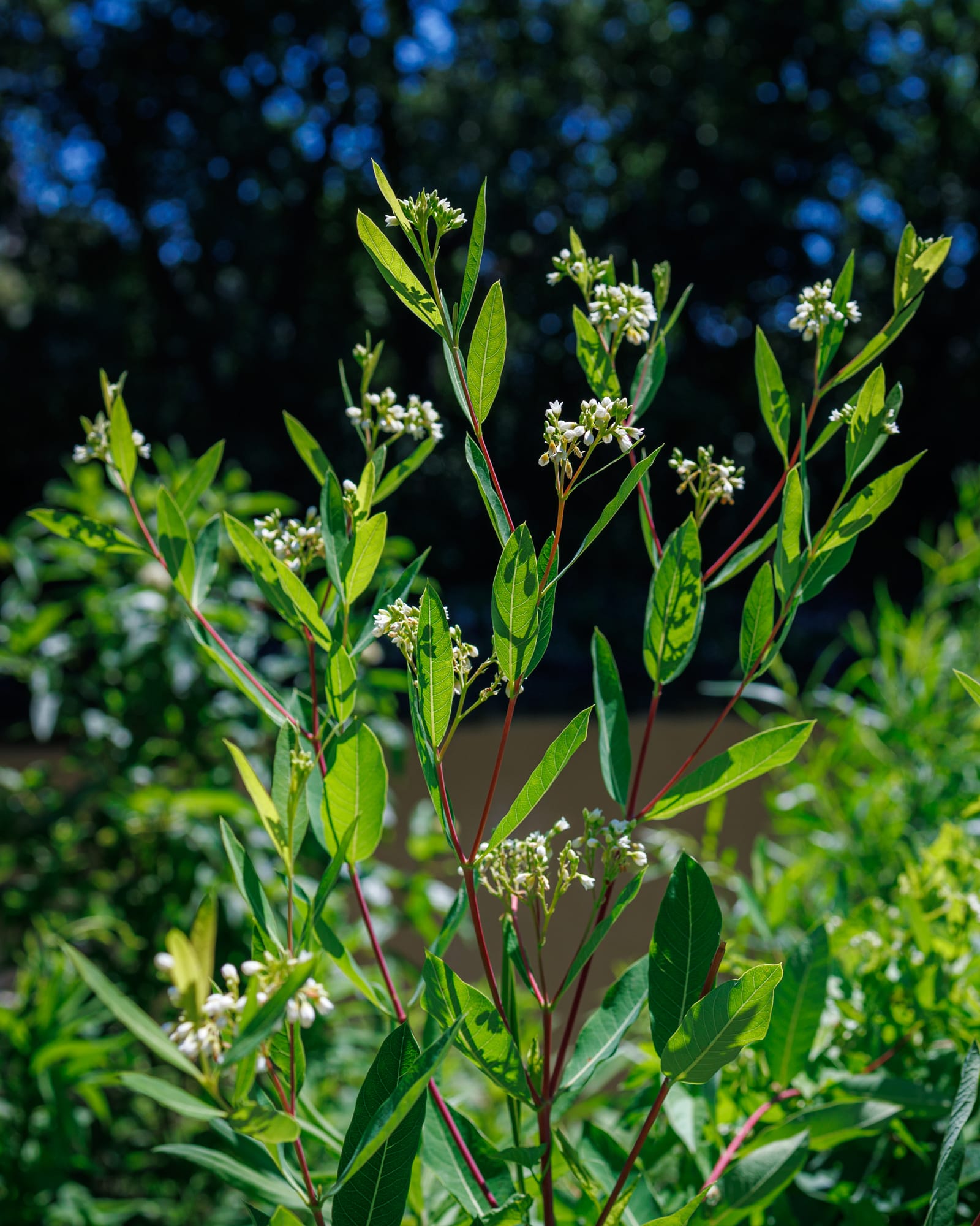 Hemp Dogbane