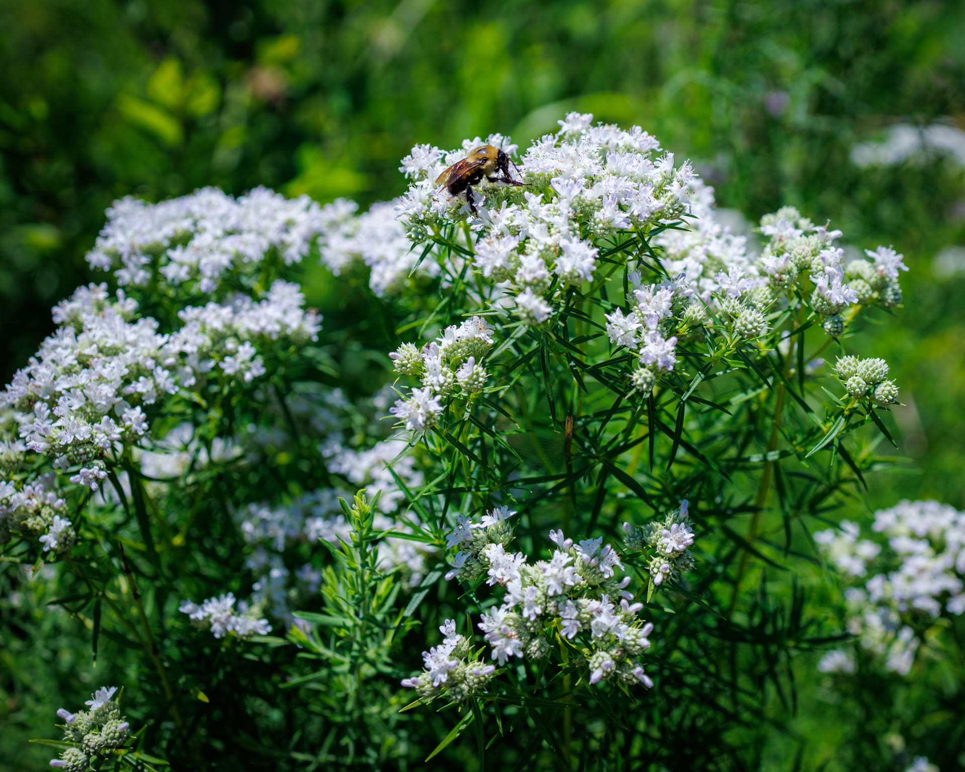 Mountain Mint