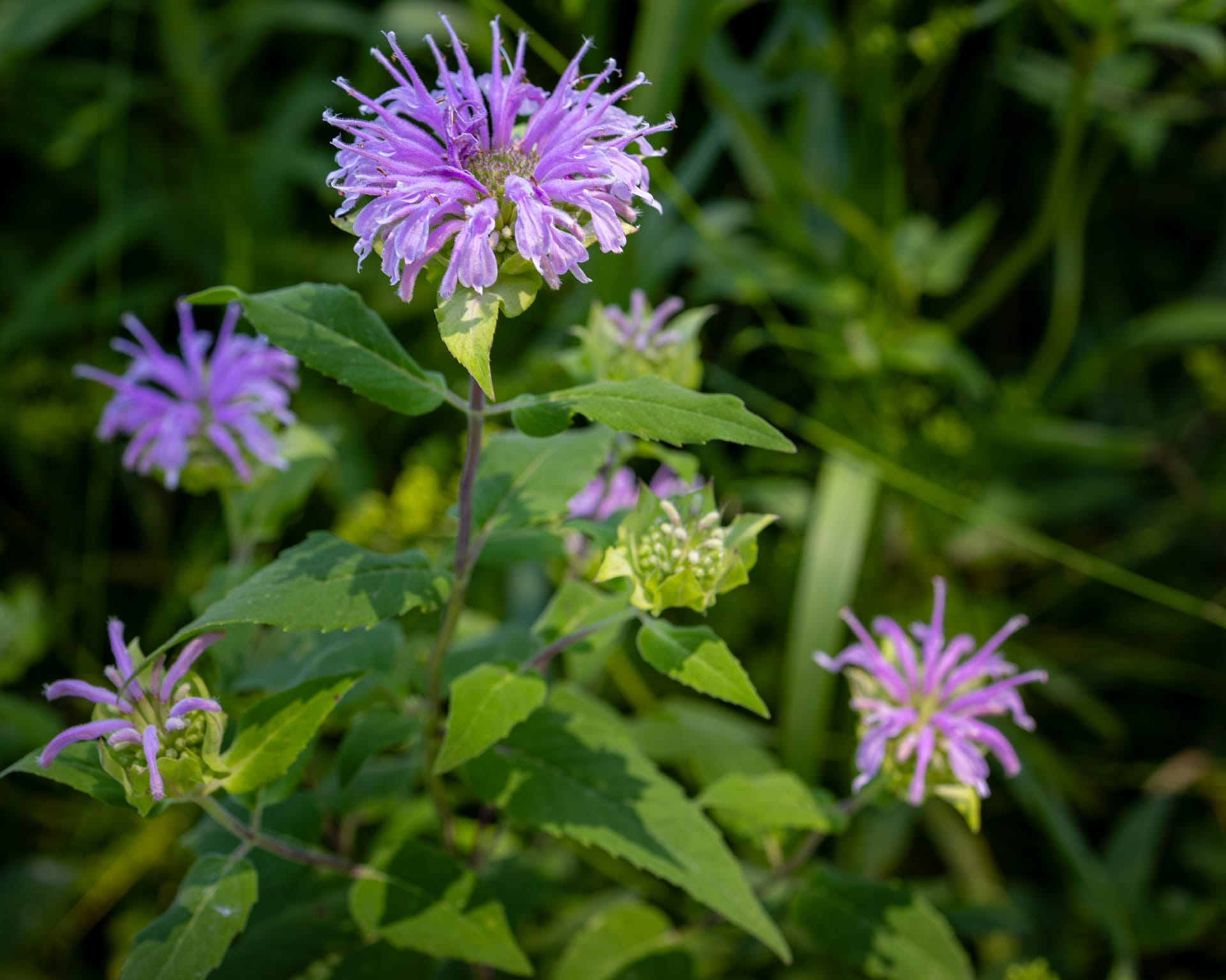 Bee Balm / Wild Bergamot