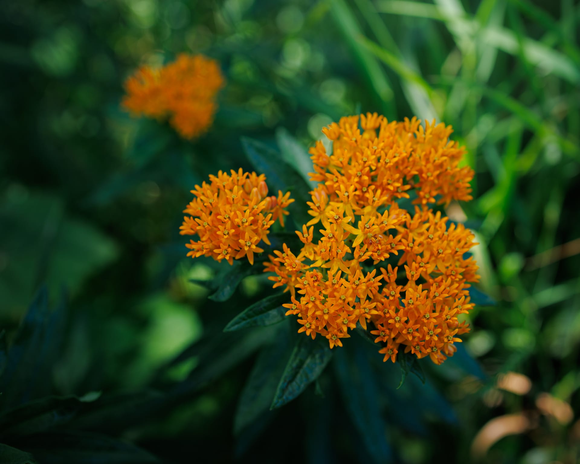 Butterfly Weed