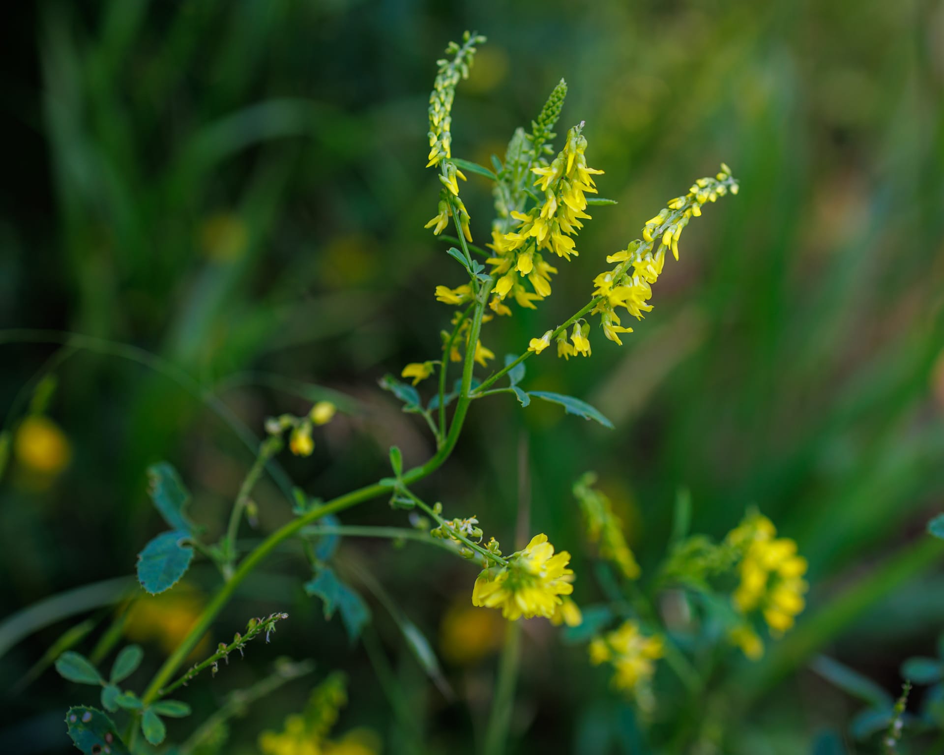 Sweet Clover