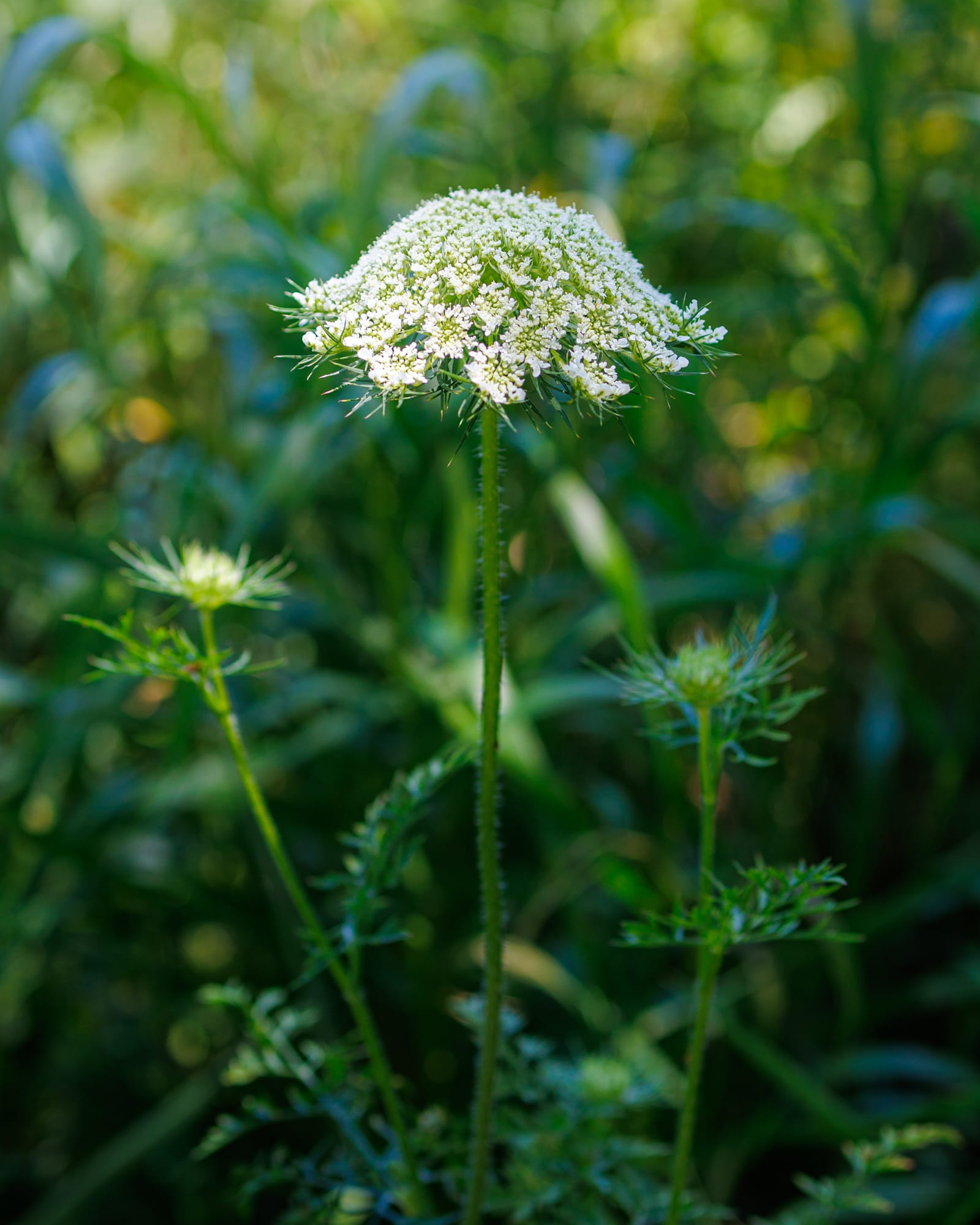 Queen Anne's Lace