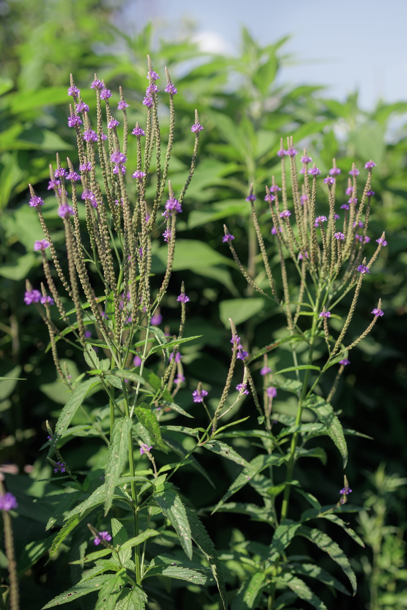 Vervain