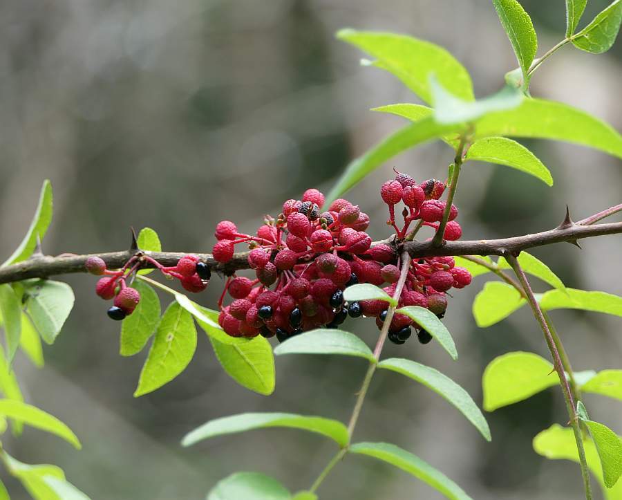 Prickly Ash