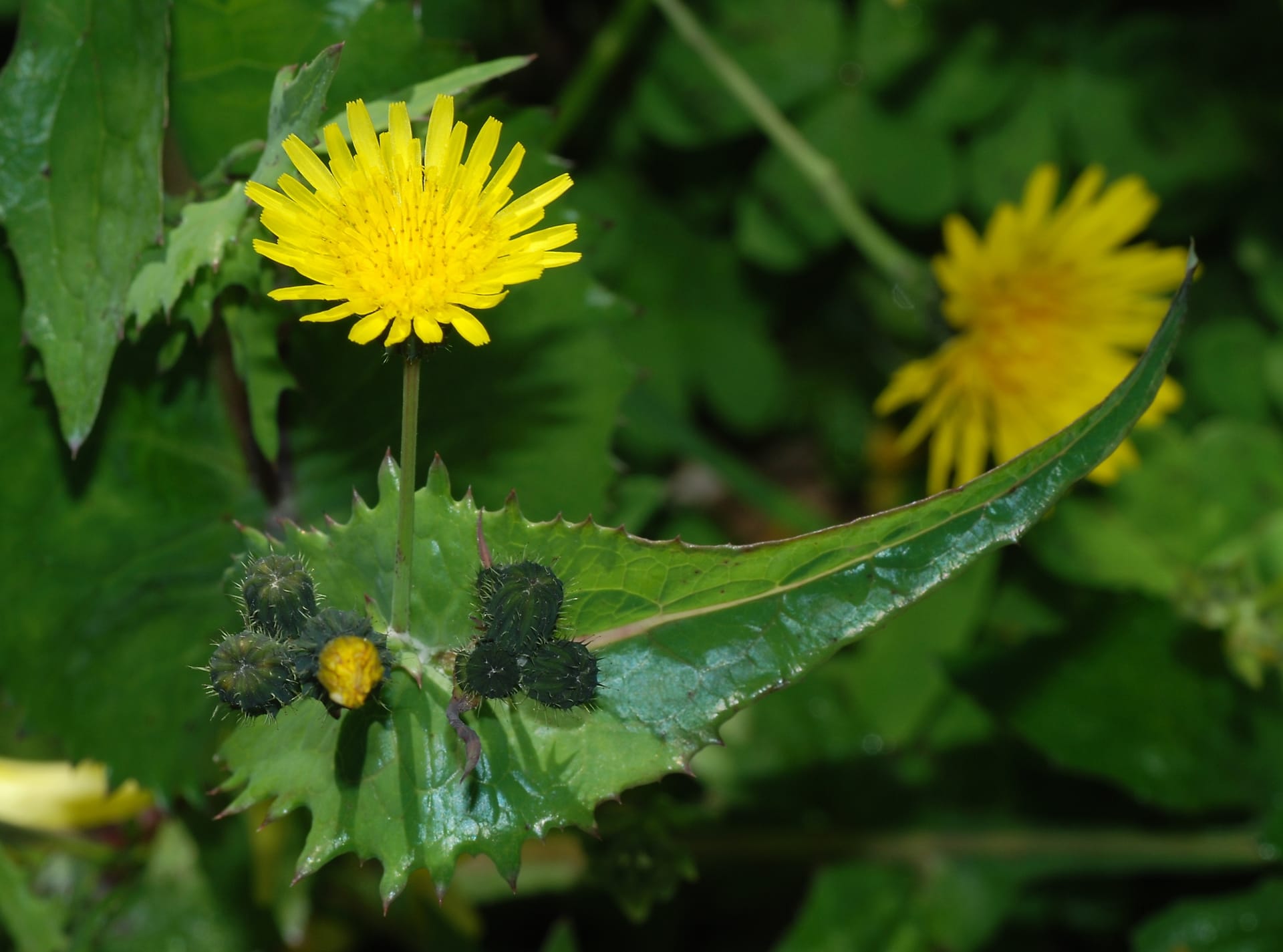 Sow Thistle