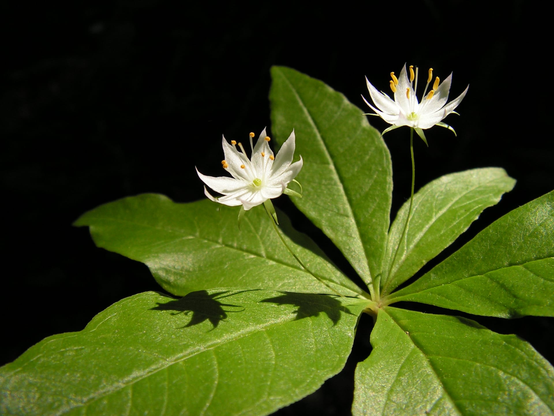 Star Flower