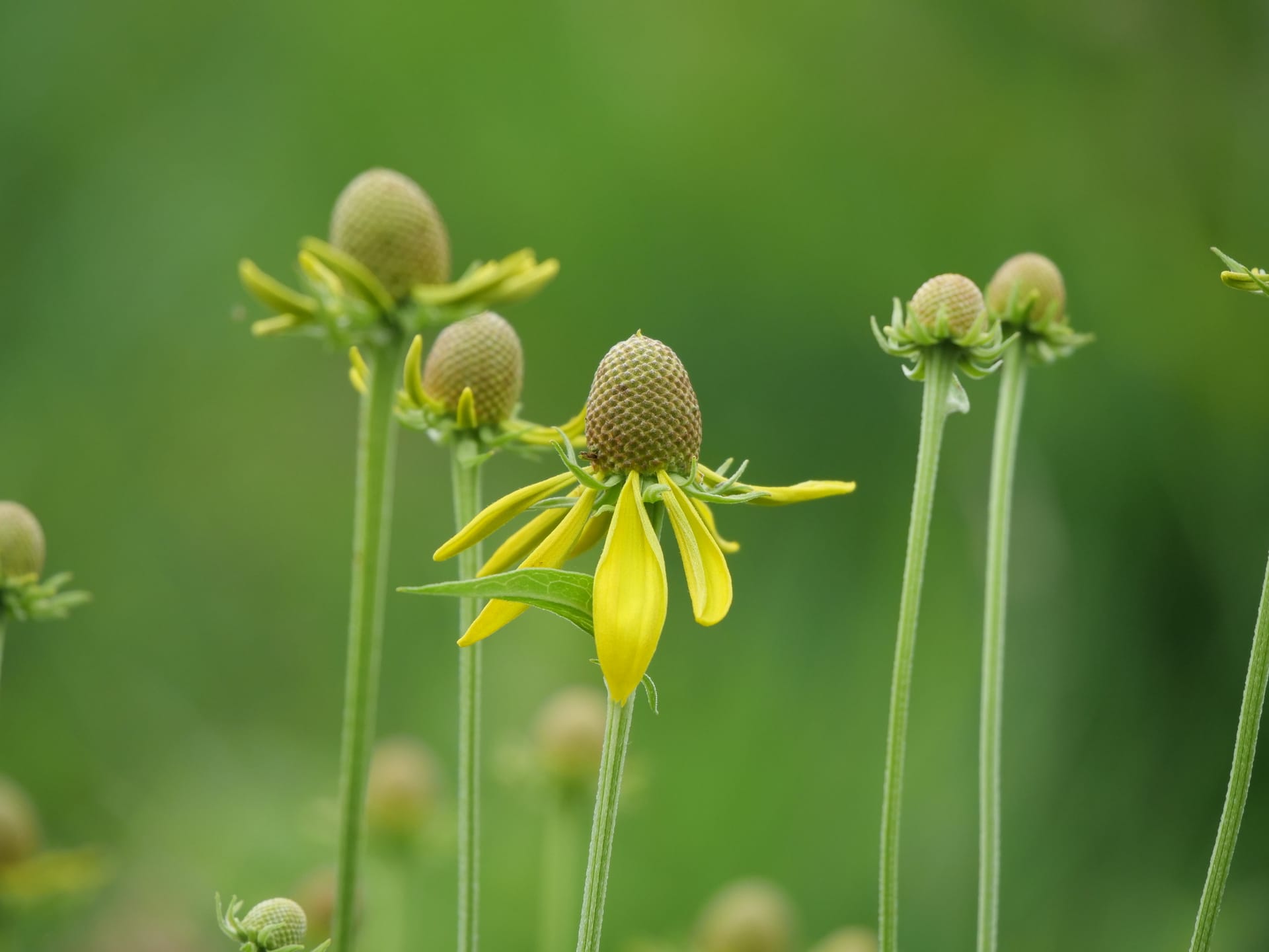 Yellow Coneflower