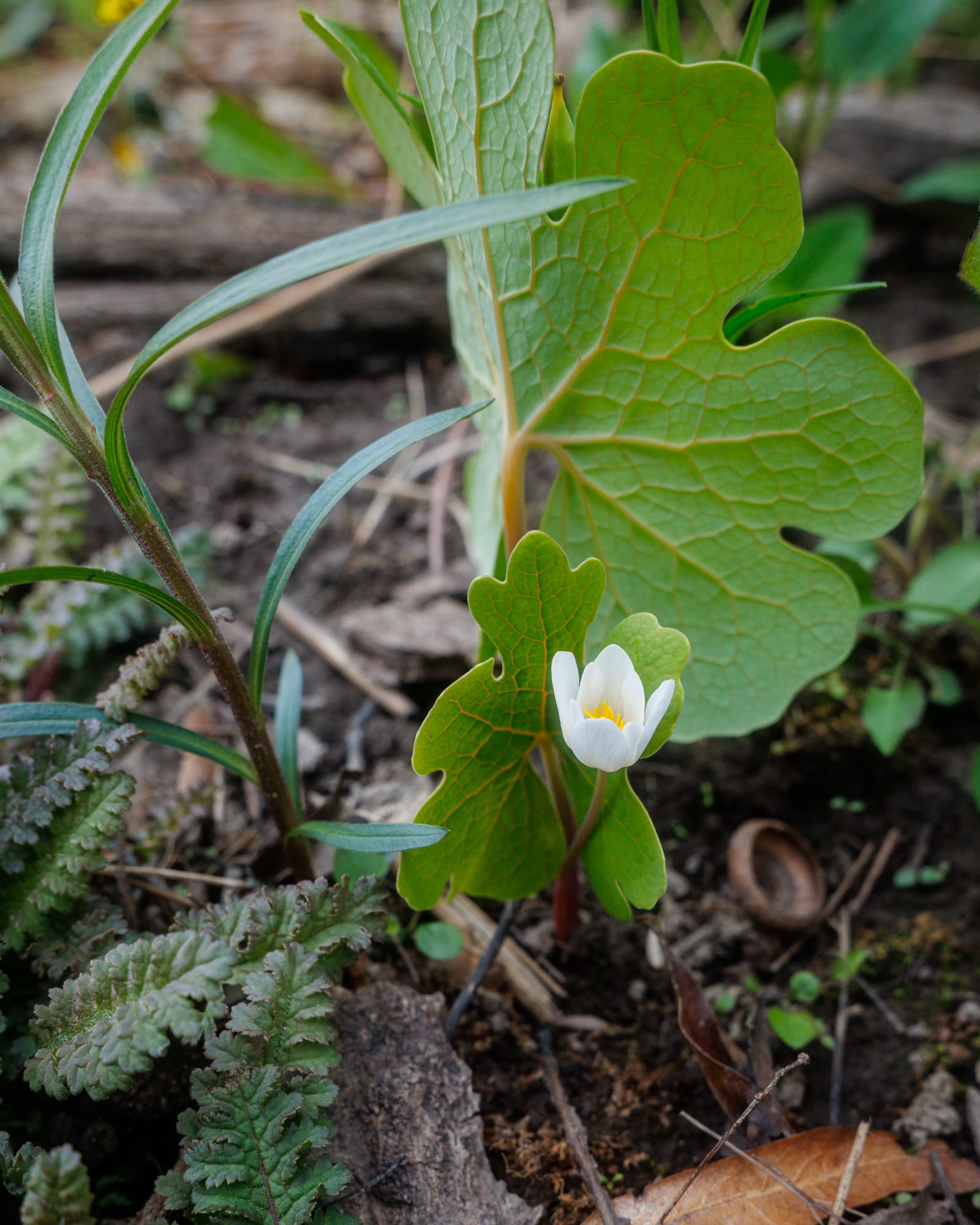 Bloodroot