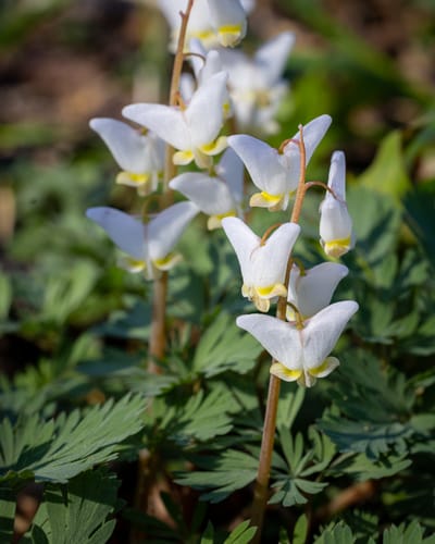 Dutchman's Breeches