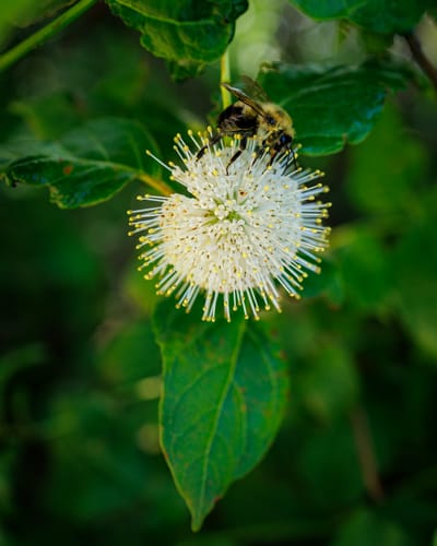 Buttonbush