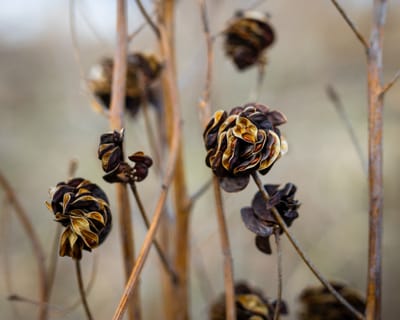 Illinois Bundleflower