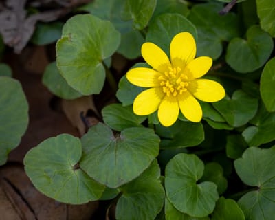 Lesser Celandine