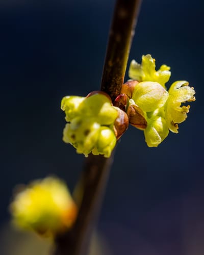 Spicebush