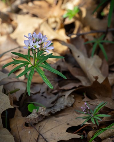 Cutleaf Toothwort