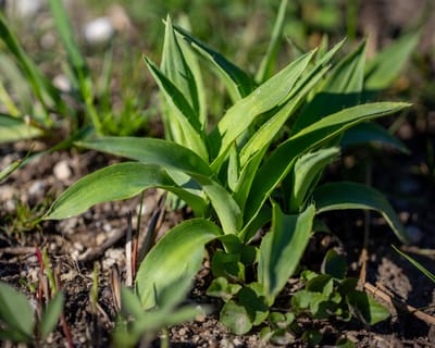 Rattlesnake Master