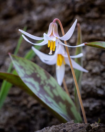 Trout Lily