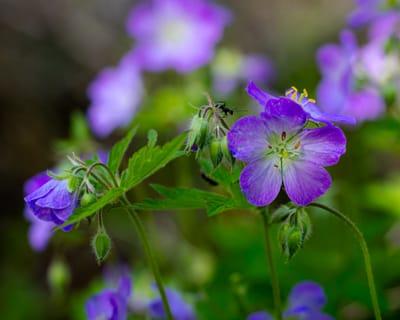 Cranesbill / Wild Geranium