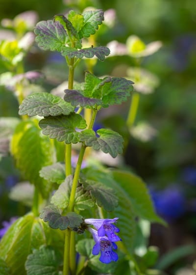 Ground Ivy