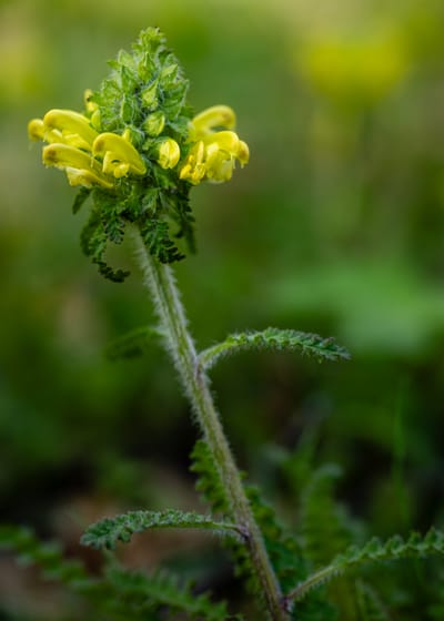 Pedicularis