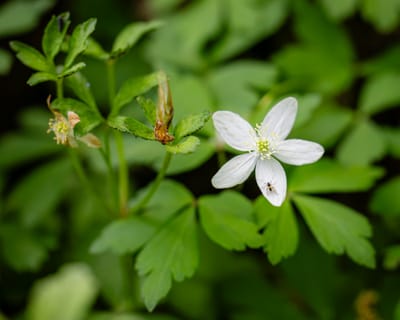 Wood Anemone