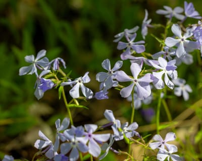 Woodland Phlox