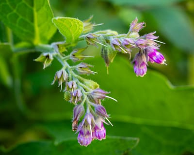 Comfrey